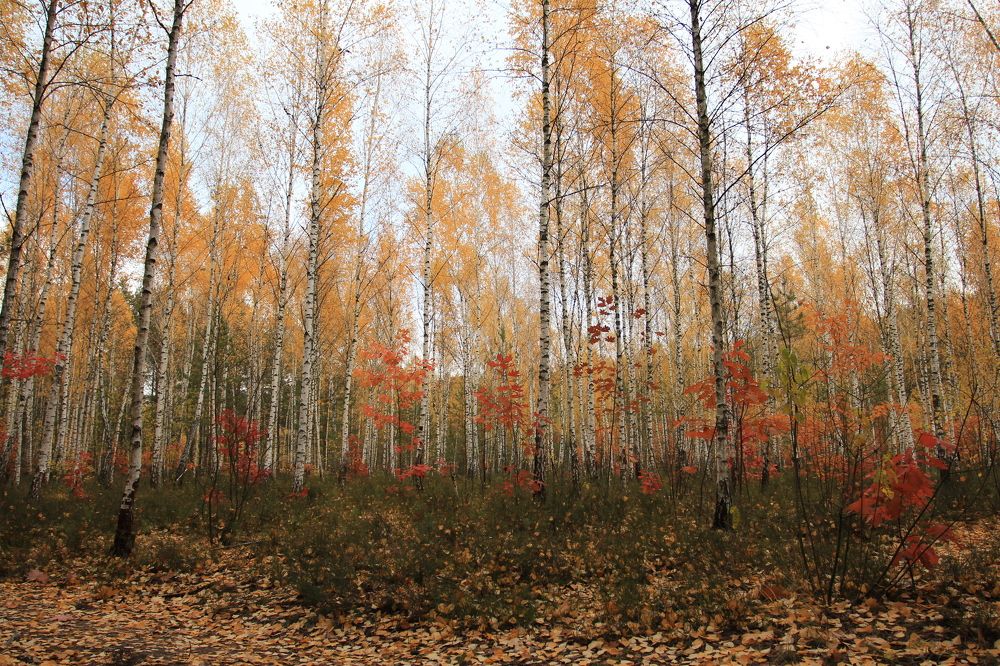 Фотография автора Колосова Елена