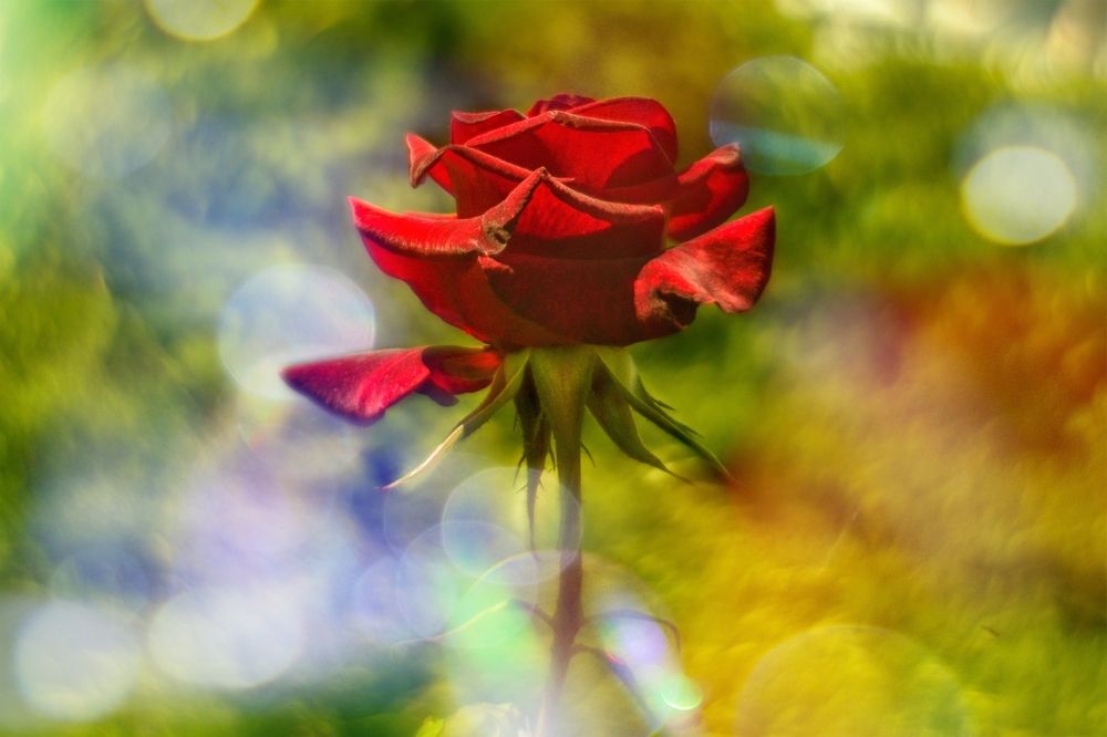 Photograph by Magic Helios