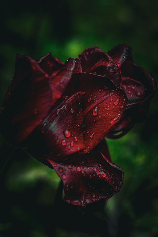 Photograph by Magic Helios