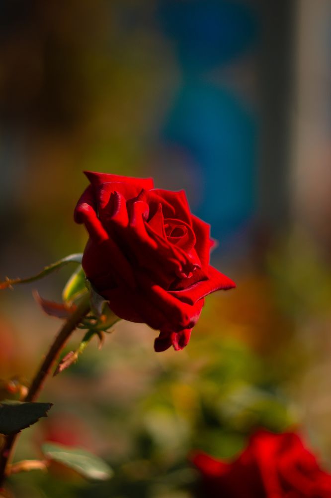 Photograph by Magic Helios