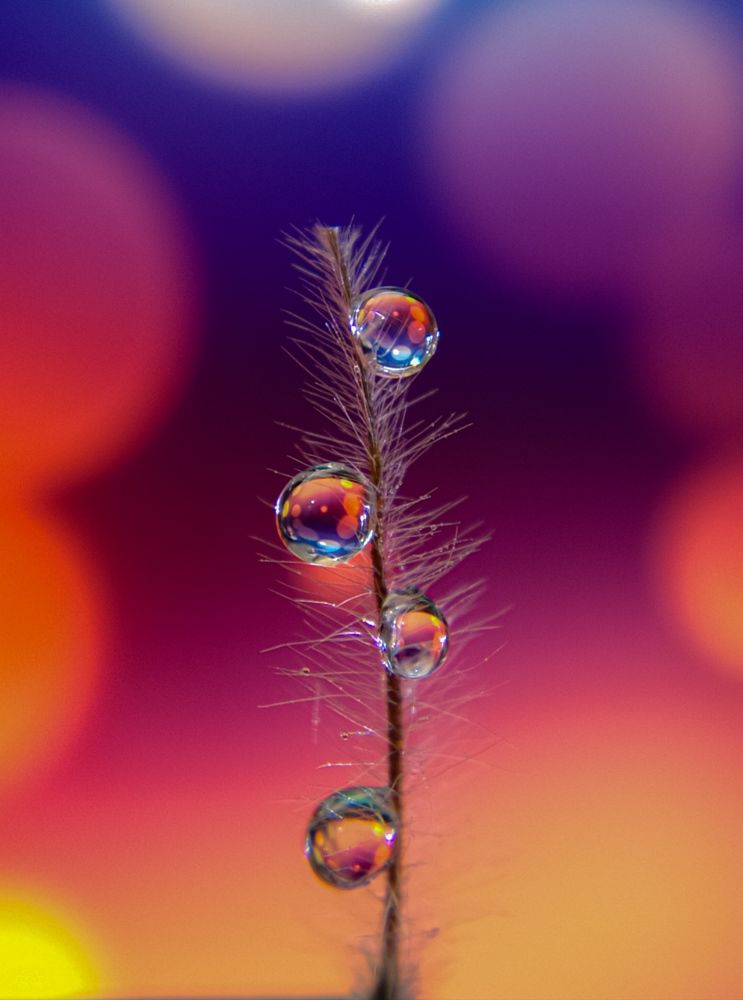 Драгоценный