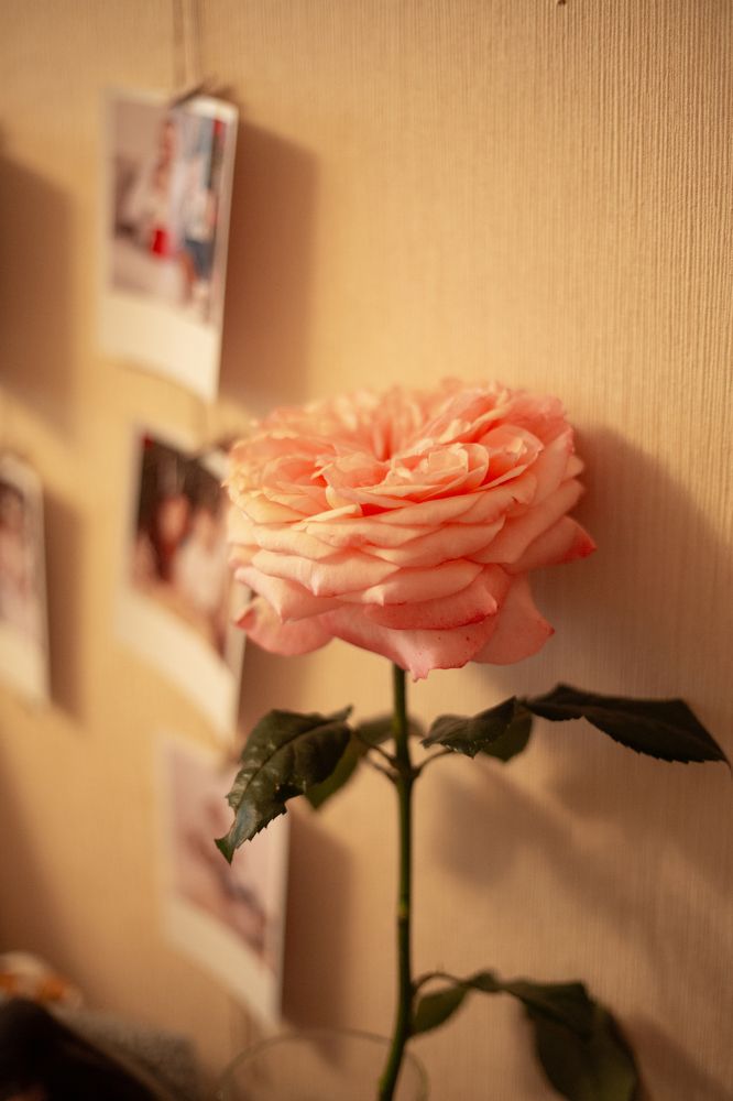 Photograph by Nataliya Mirkulenko