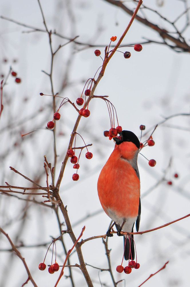 Photograph by Наталья Сорокина