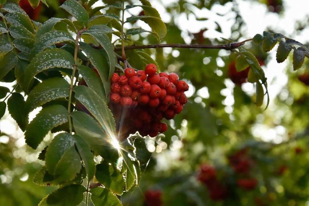 Photograph by Наталья Сорокина