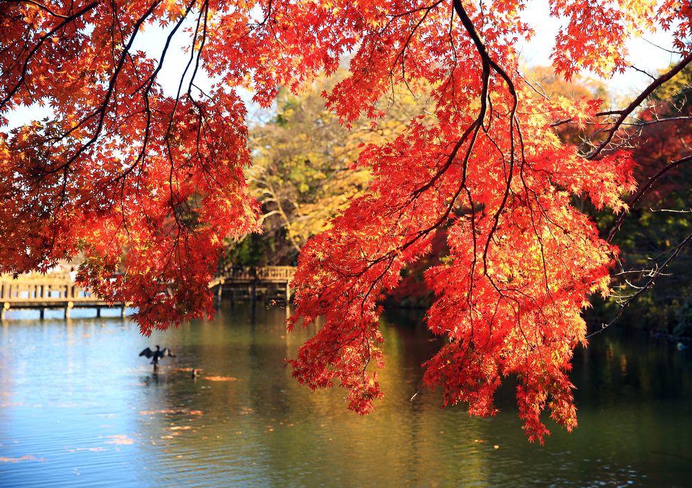 Фотография автора Nikolay Suglobov