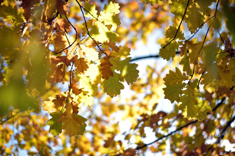 Photograph by Наталья Сорокина