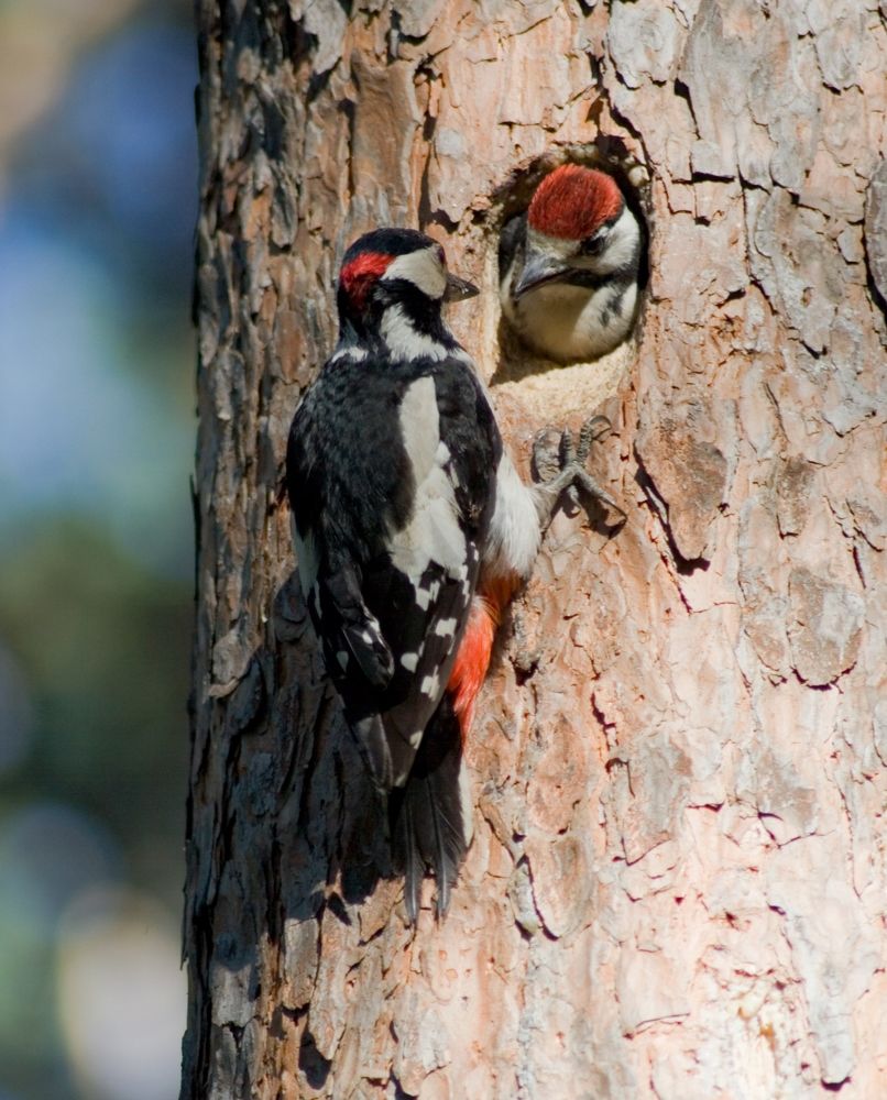 Photograph by Панюшкин Андрей