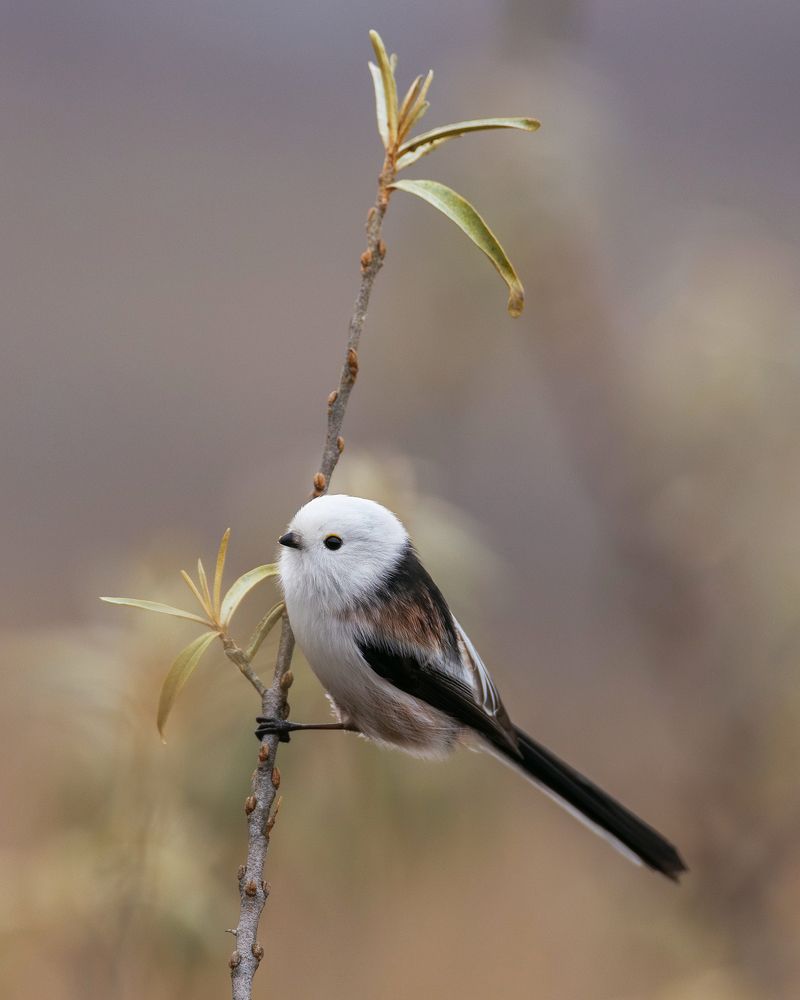 Photograph by Ekaterina Romanova