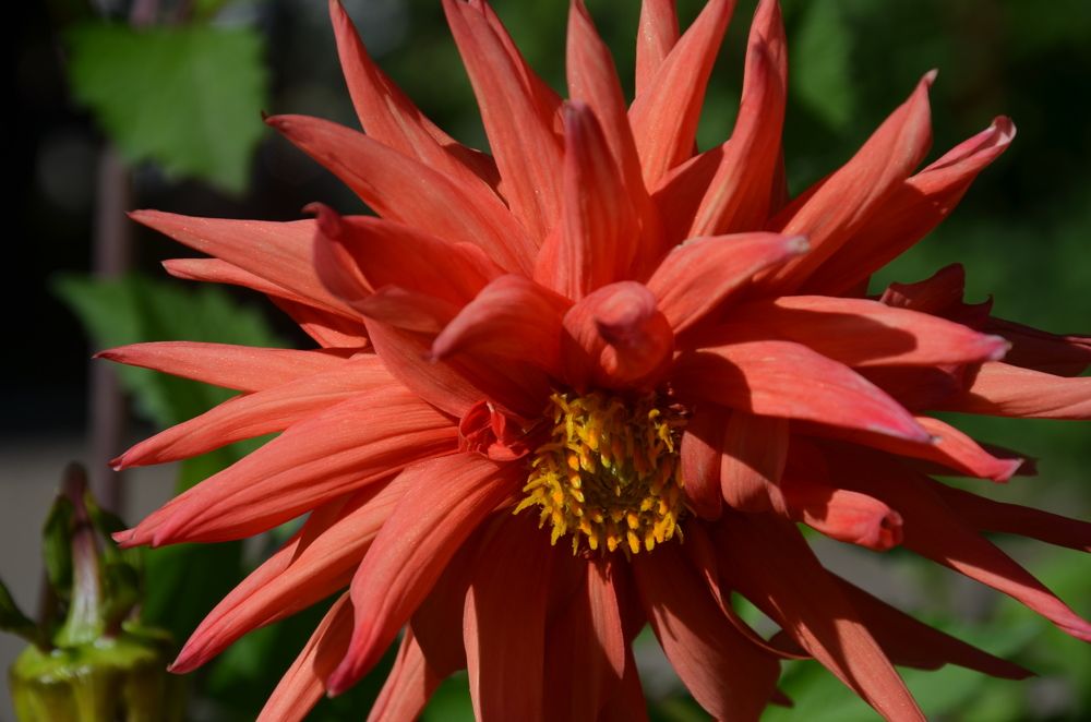 Photograph by Valentina