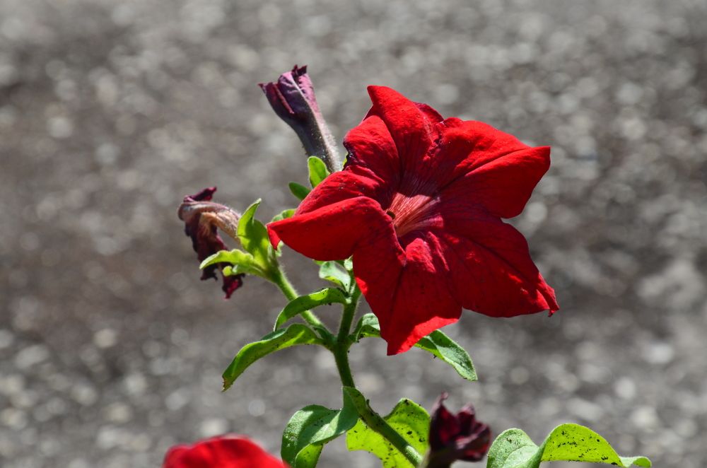 Photograph by Valentina