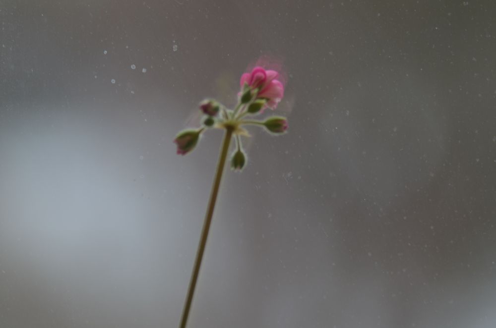 Photograph by Valentina