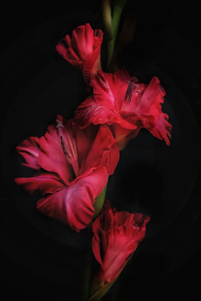 Photograph by Olga Asson