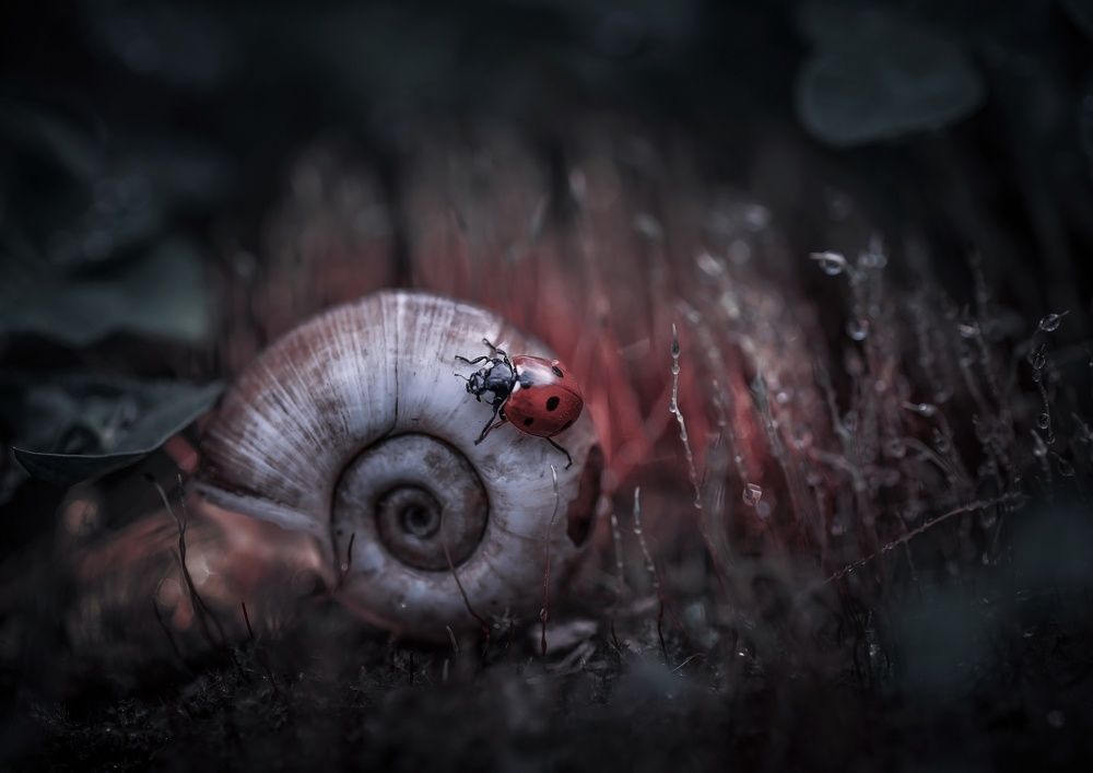 Photograph by Лапшина Владлена