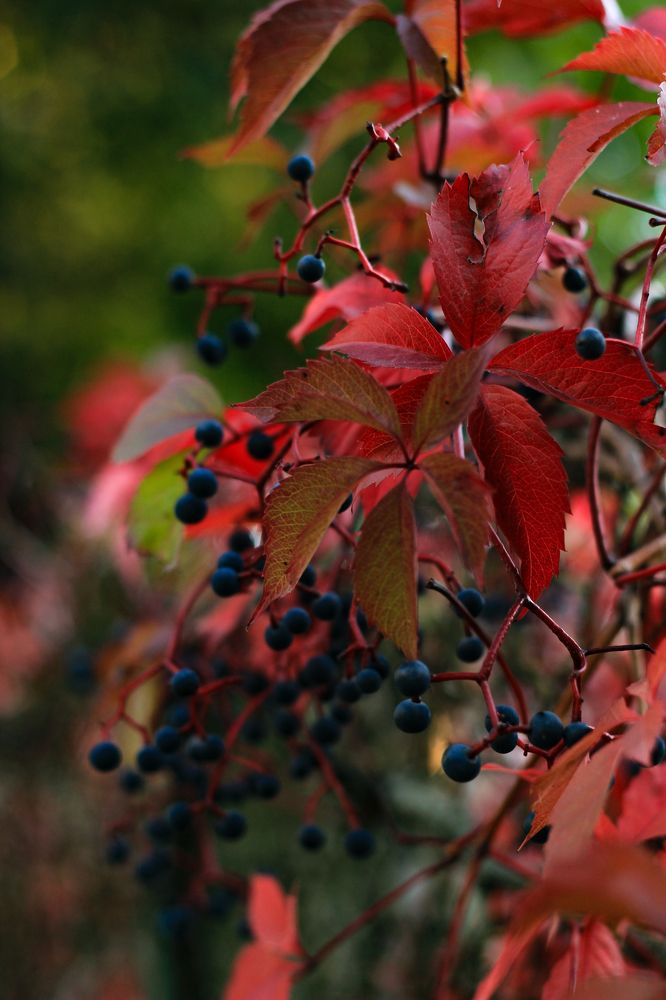 Фотография автора Анна Мисякова