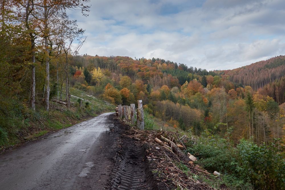 Фотография автора Ekaterina Palant