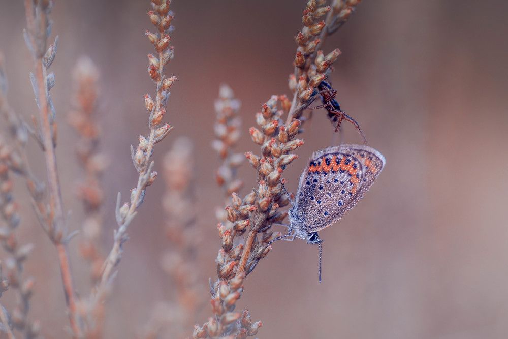 Photograph by Лапшина Владлена