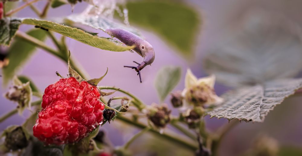 Photograph by Зеленько Дмитрий