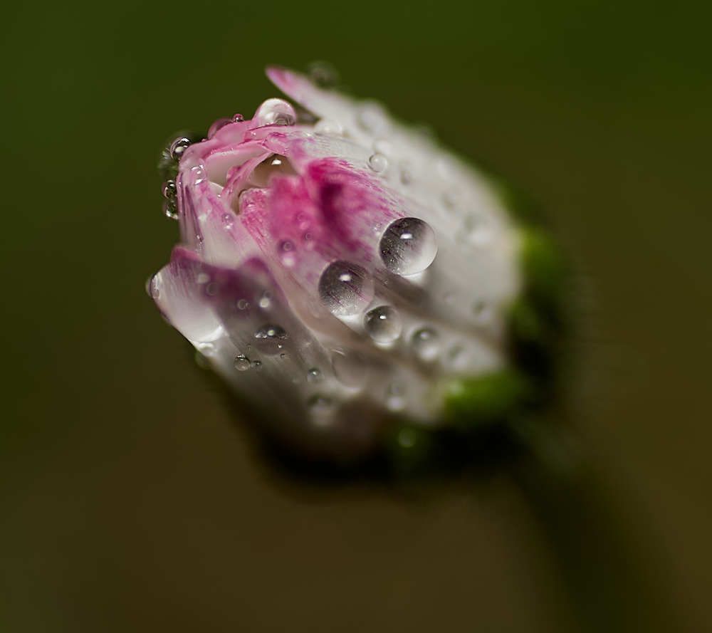 Фотография автора Ekaterina Palant