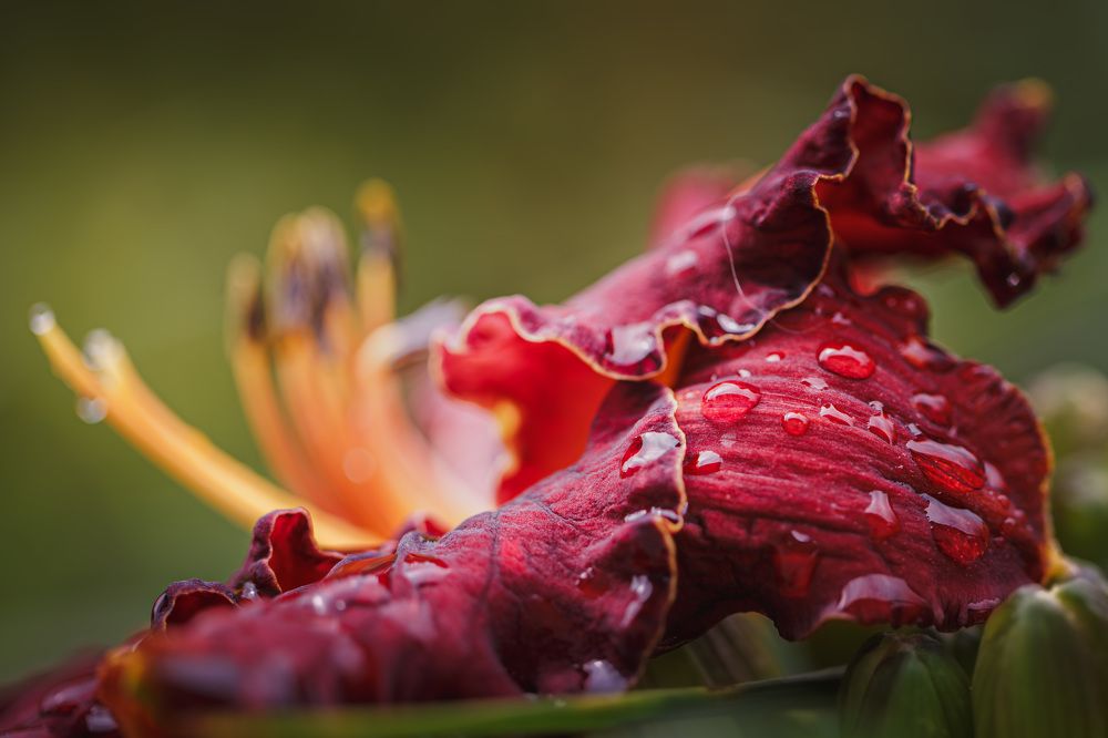 Photograph by Зеленько Дмитрий