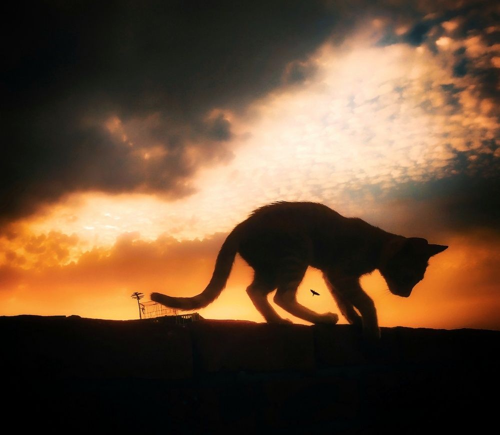 Photograph by Adel Sami