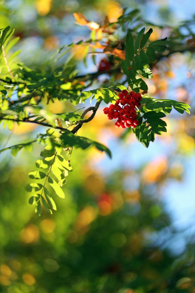 Фотография автора Ирина Муравьева