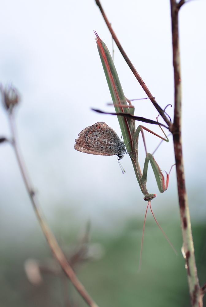Photograph by Лапшина Владлена