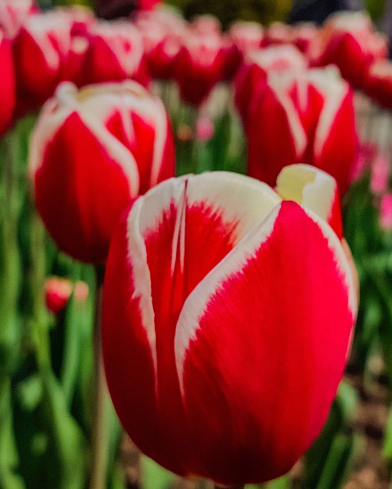 Фотография автора Нина Зинченко