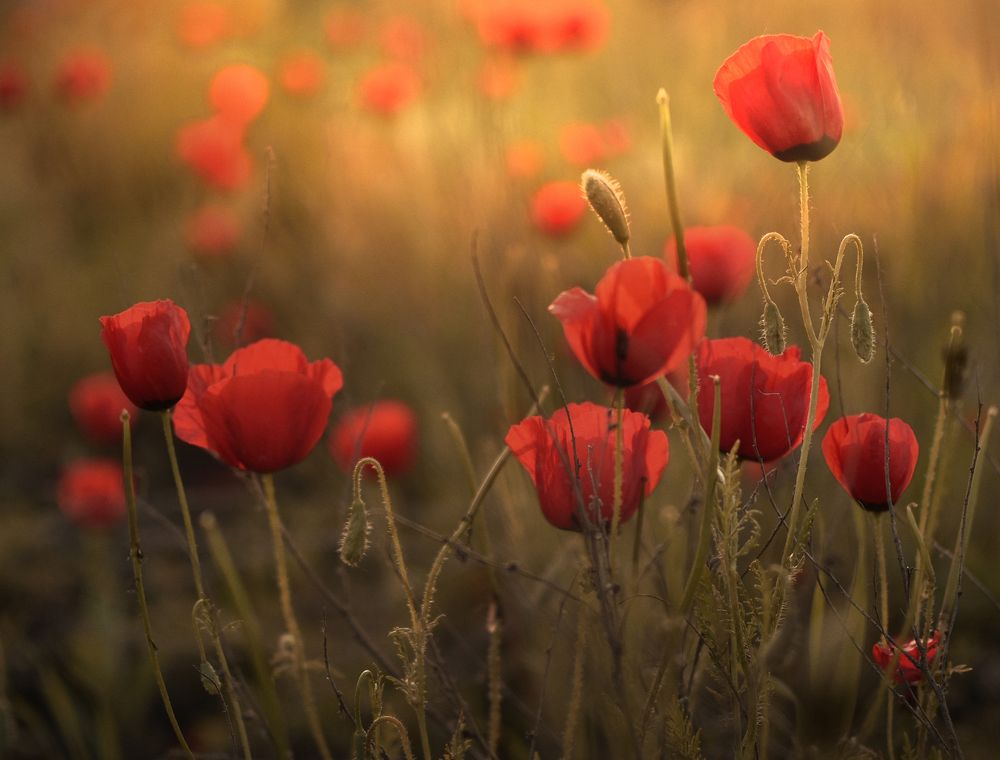 Photograph by Шипунова Ирина