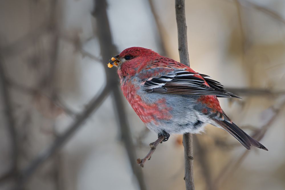 Photograph by Александр Перегудов