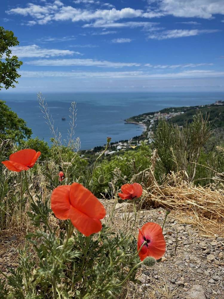 Фотография автора Юлия Косинова