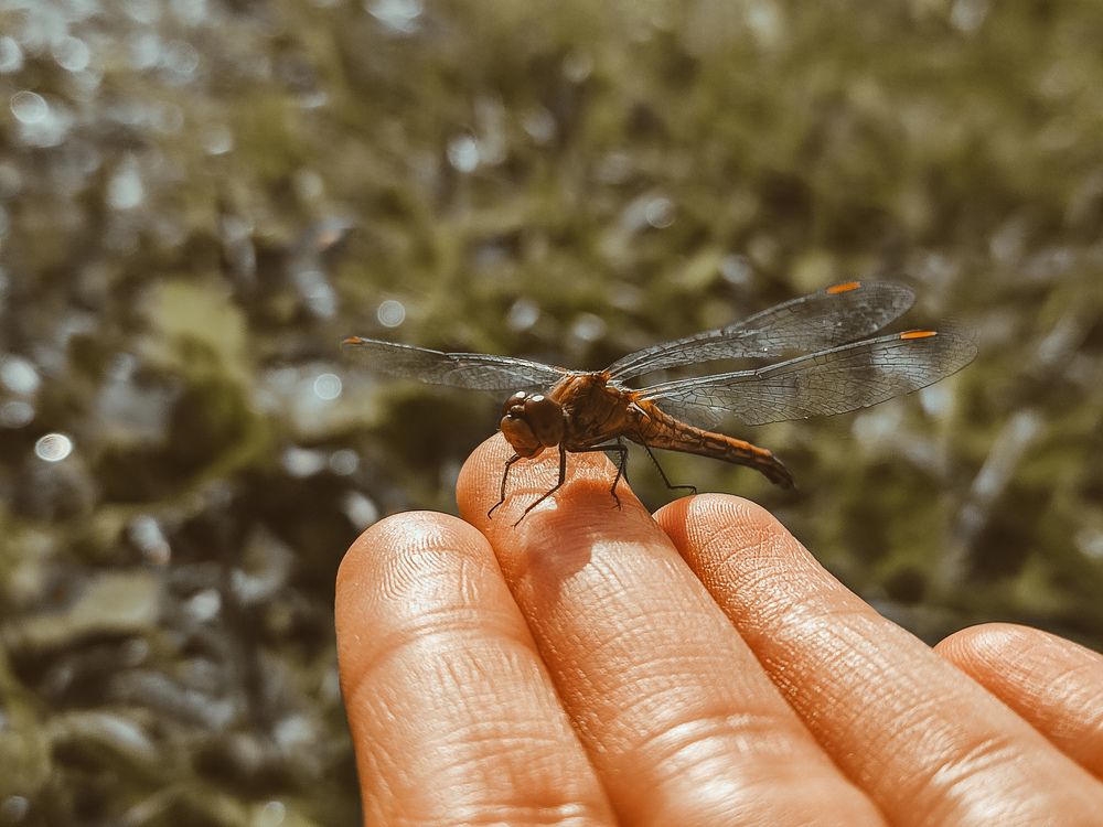 Photograph by Александра Петрова