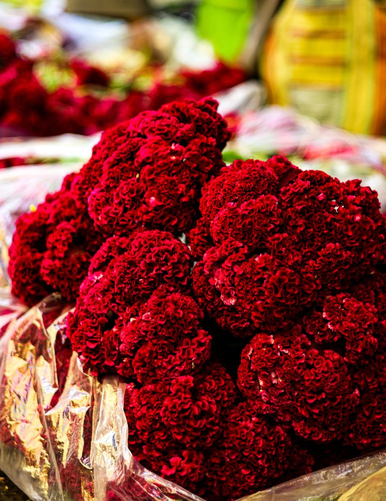 Фотография автора Debapriya Dasgupta