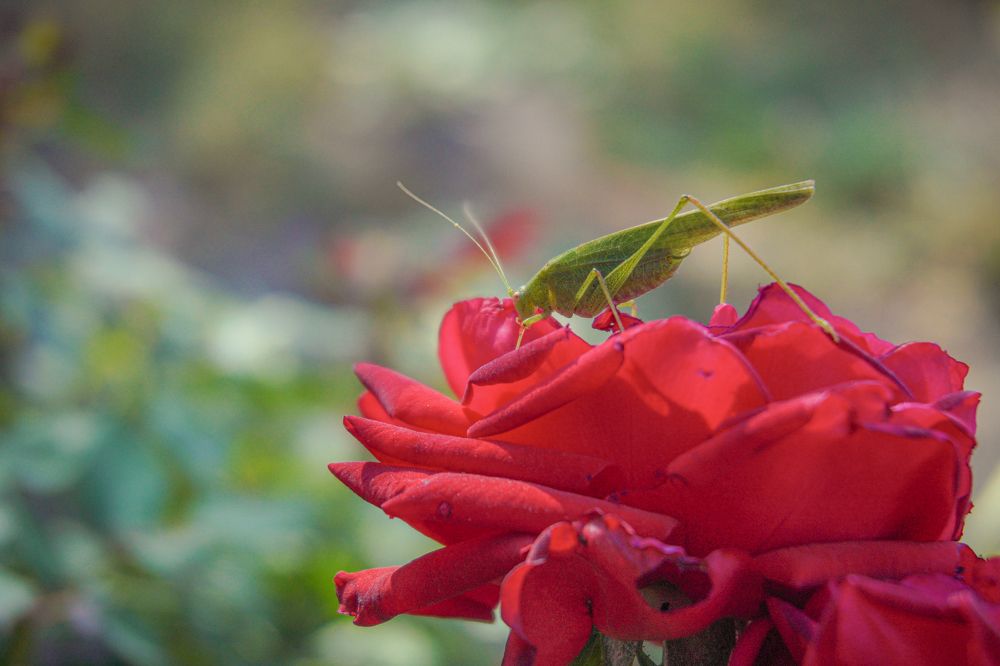 Photograph by Елена Шабельникова