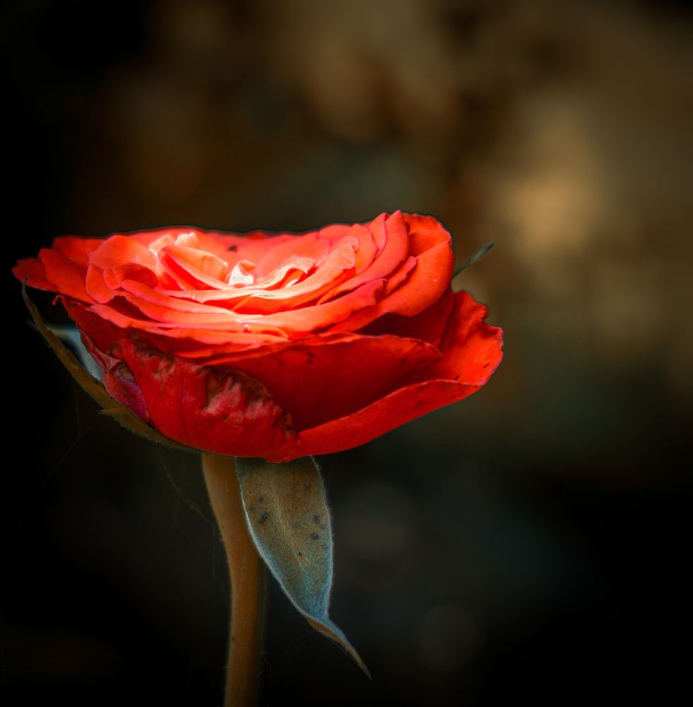 Photograph by Елена Шабельникова