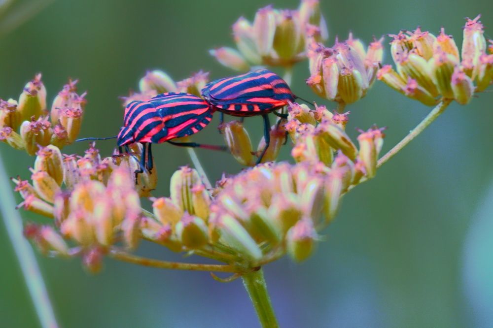 Photograph by Елена Шабельникова