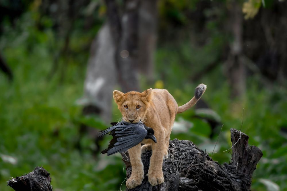Фотография автора Ishan Vora
