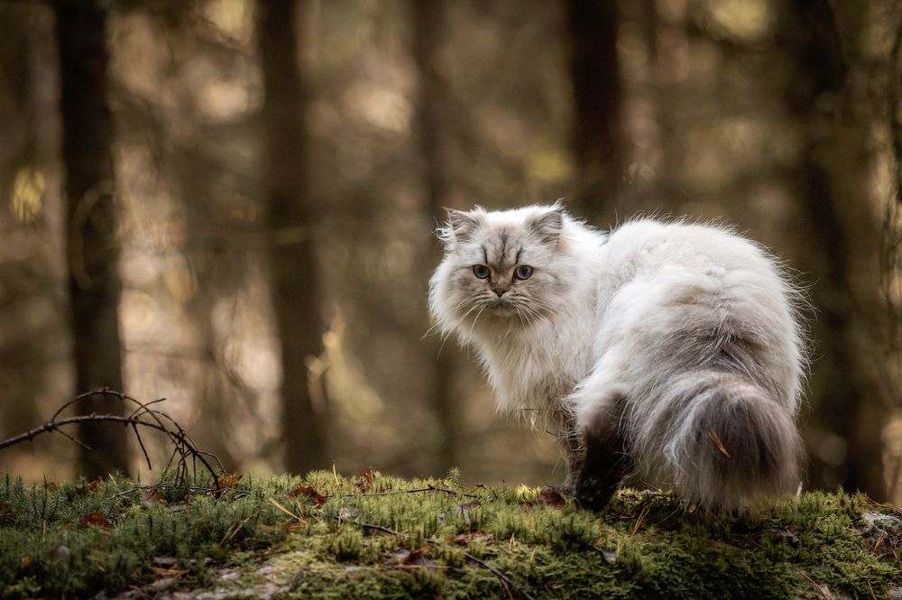 Catwalk in the woods