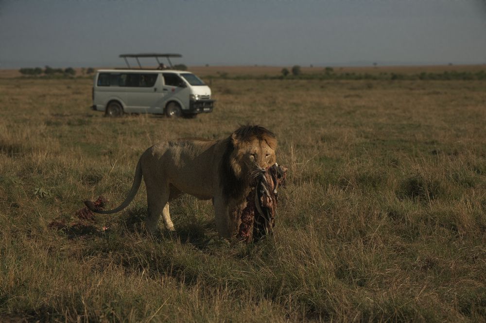 A lion’s kill