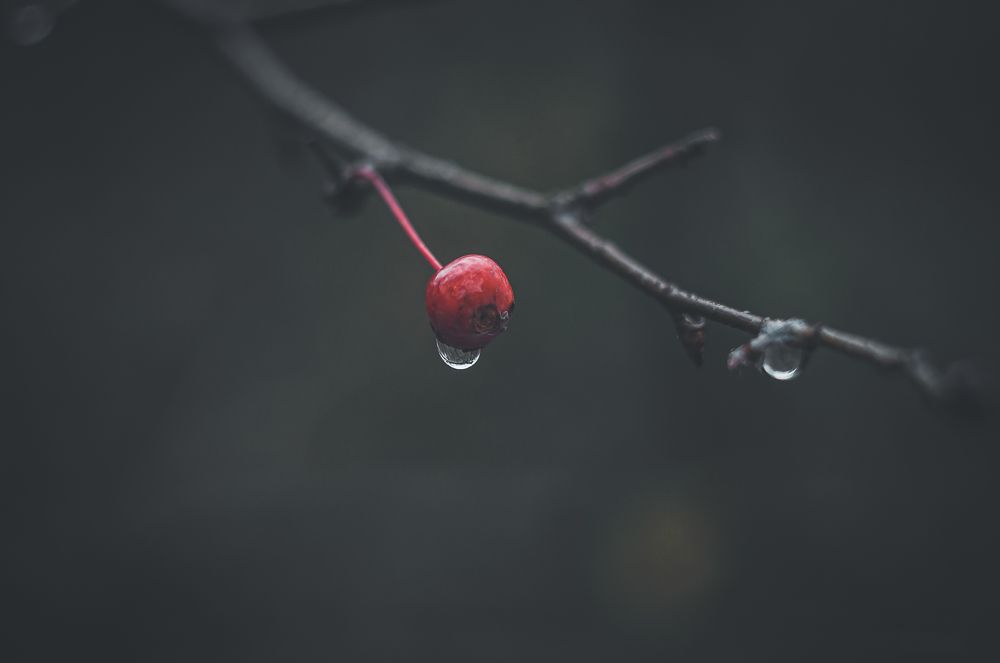 Фотография автора NIKOLAY KALININ