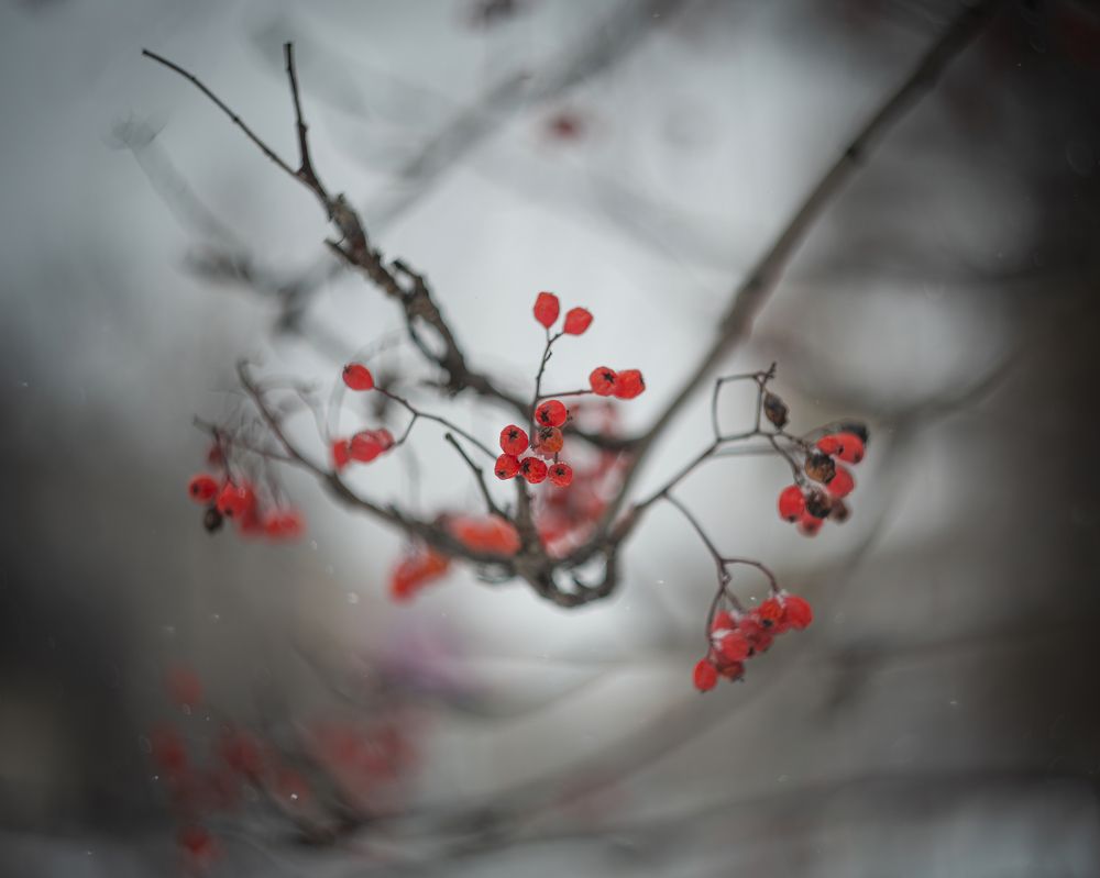 Фотография автора NIKOLAY KALININ