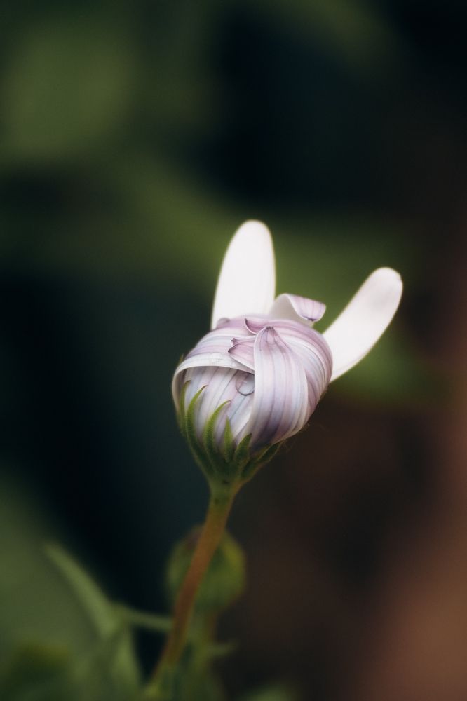 Photograph by Светлана Шибаршина