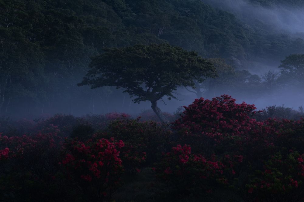 Photograph by NAGUMO SHUTO