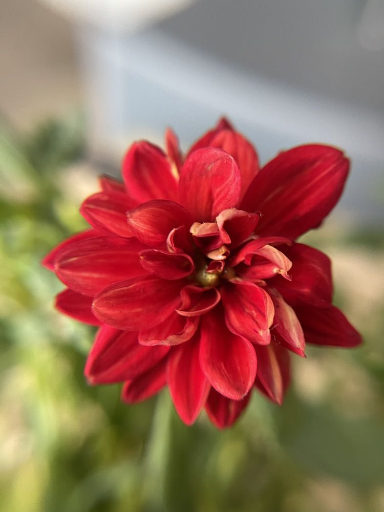 Фотография автора Елена Меньшикова