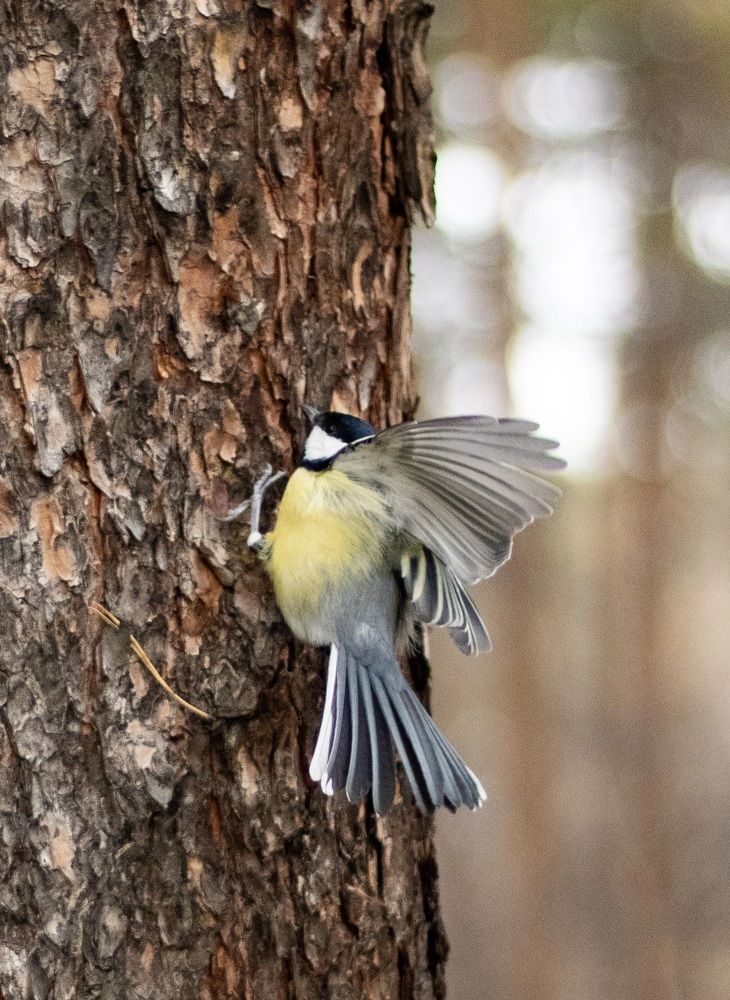 Фотография автора Егор Пешков