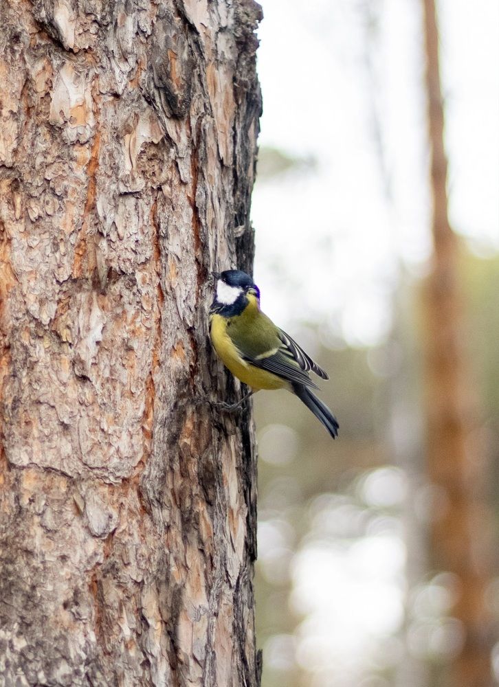 Фотография автора Егор Пешков