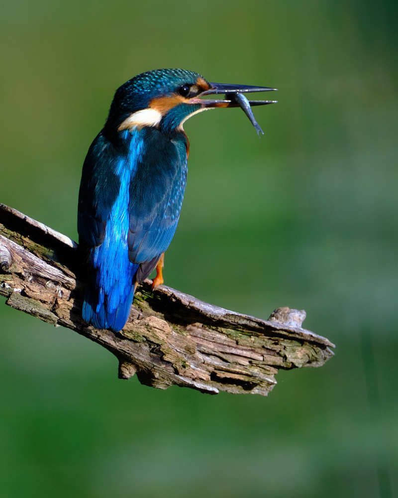 Photograph by Cristian Bertolini