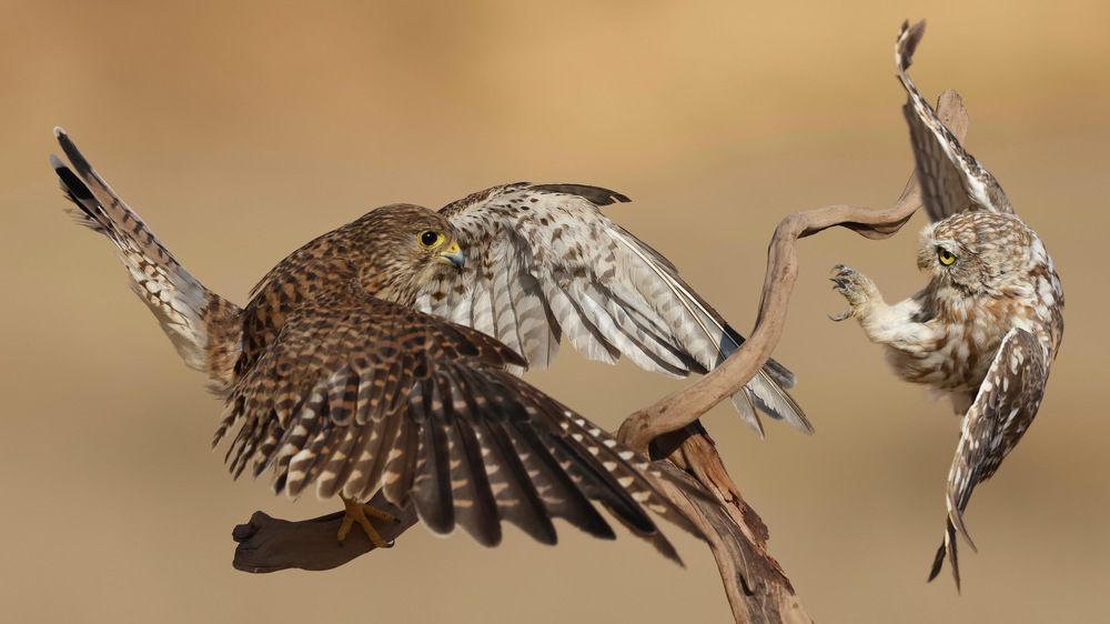 Photograph by David Manusevich