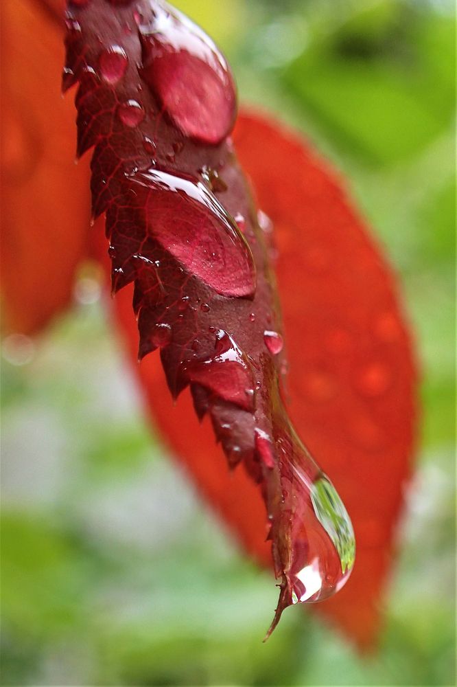 После дождя