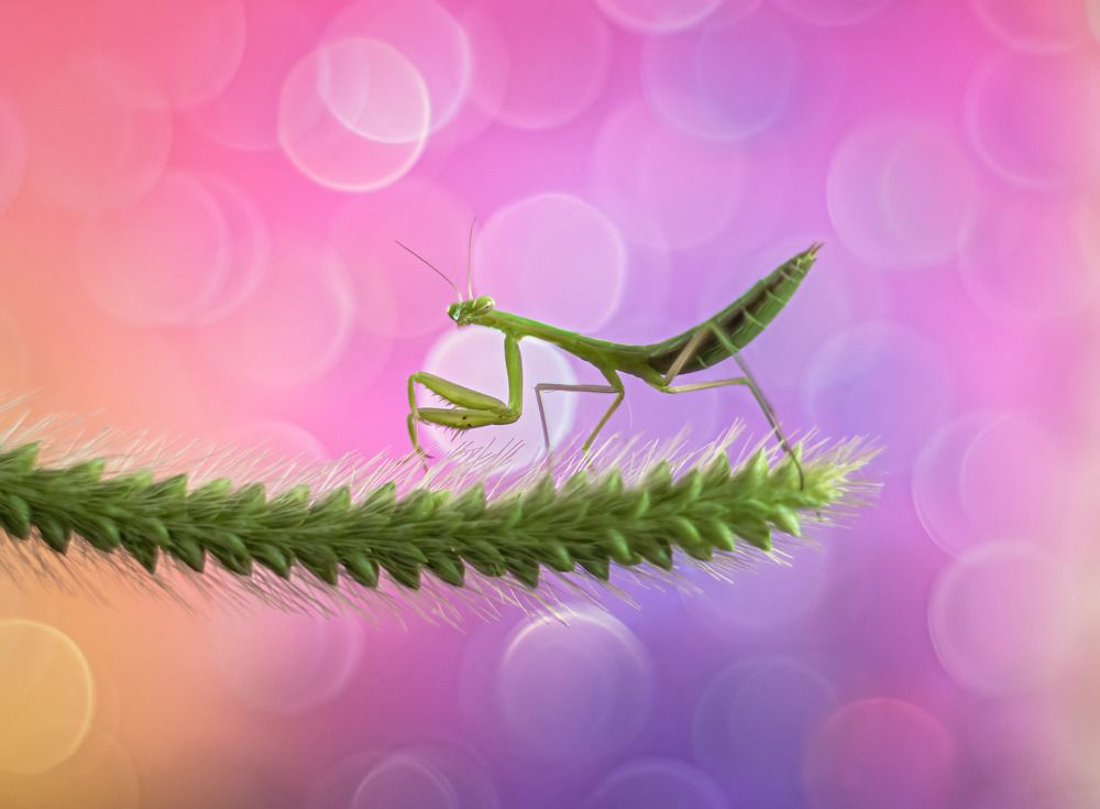 Photograph by Davide Poletto