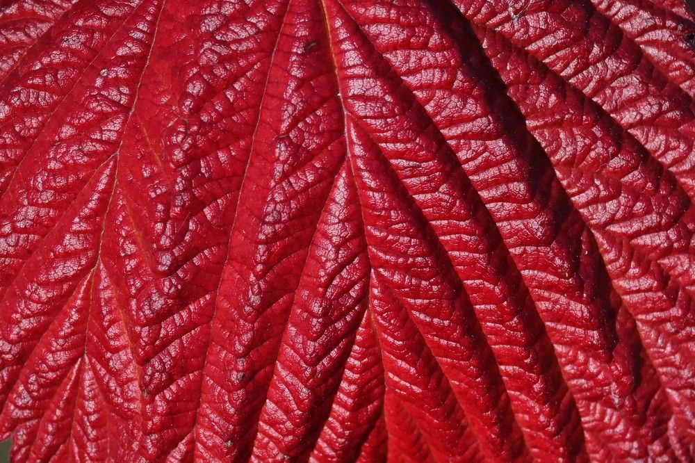 Фотография автора IRINA FILIPPOVA